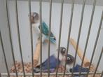 Te koop personata's, Dieren en Toebehoren, Vogels | Parkieten en Papegaaien, Meerdere dieren, Dwergpapegaai of Agapornis, Geringd