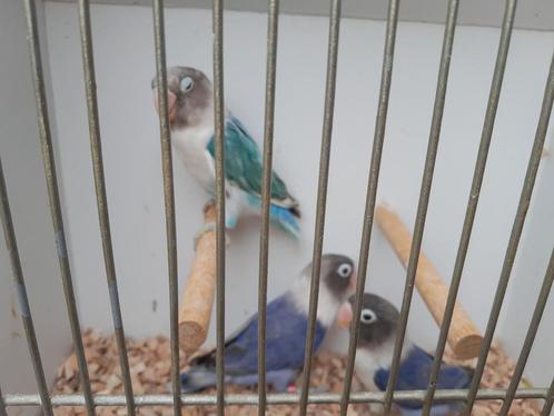 Te koop personata's, Dieren en Toebehoren, Vogels | Parkieten en Papegaaien, Dwergpapegaai of Agapornis, Meerdere dieren, Geringd