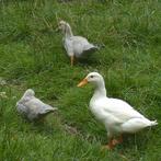 Jonge grijze kaapse eendjes., Dieren en Toebehoren, Pluimvee, Geslacht onbekend, Gans of Zwaan