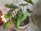 Philodendron mamei, Huis en Inrichting, Kamerplanten, Ophalen of Verzenden, Overige soorten, Minder dan 100 cm