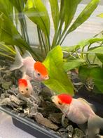 Mooi prachtig selectie siervissen met een selectie aan eten, Vis, Zoetwatervis