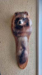 Taxidermie opgezette wasbeerhond met staart, Verzamelen, Dierenverzamelingen, Ophalen, Zo goed als nieuw, Wild dier, Opgezet dier