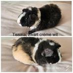 US teddy zeugje zwart creme wit met stamboom, Cavia, Vrouwelijk, November, Tam