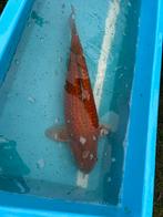 Ogiba grinsly in de groei 55 cm, Karper of Koi