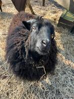 2 ouessant schaapjes, Vrouwelijk, Schaap