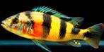 Cichliden Haplochromis Obliquidens Zebra 5-7 cm - Koidream