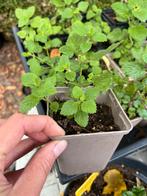 Biologische Citroenmelisse Plantjes - Vers en Geurig, Vaste plant, Ophalen of Verzenden, Halfschaduw, Kruiden