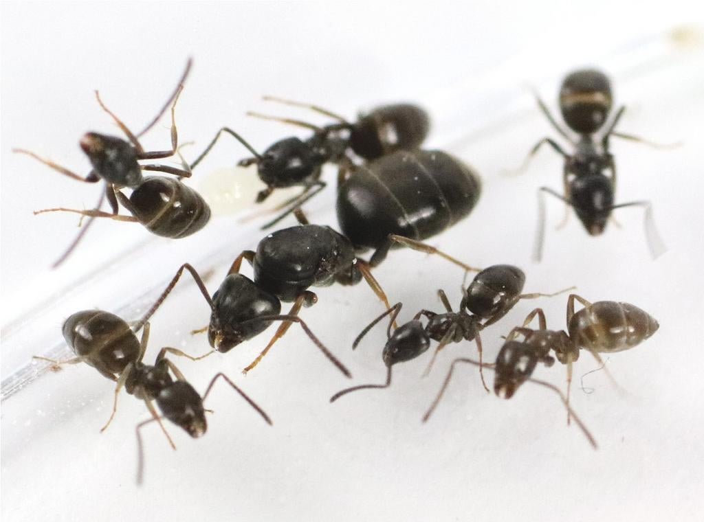 Mieren koninginnen en kolonie, Mieren