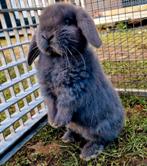 Te koop nederlandse dwerg hangoor konijntjes blauw, Dieren en Toebehoren, Meerdere dieren, Dwerg, Hangoor