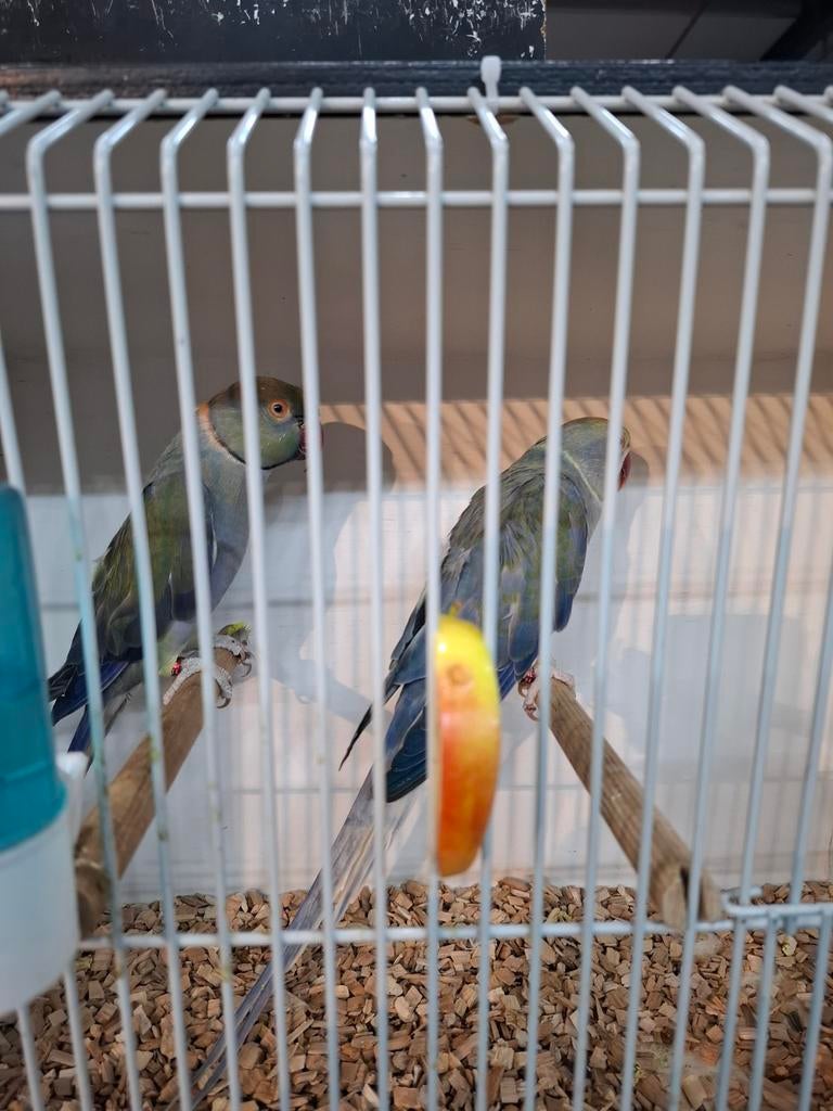 Koppel halsband parkieten in aparte kleuren, Meerdere dieren, Parkiet, Geringd