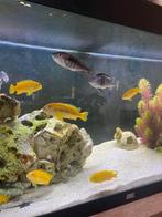 Mbuna Malawi cichliden, diverse vissen, Dieren en Toebehoren, Vissen | Aquariumvissen, Vis
