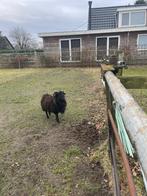 Twee ouessant rammen, Dieren en Toebehoren, Schapen, Geiten en Varkens, Mannelijk, Schaap