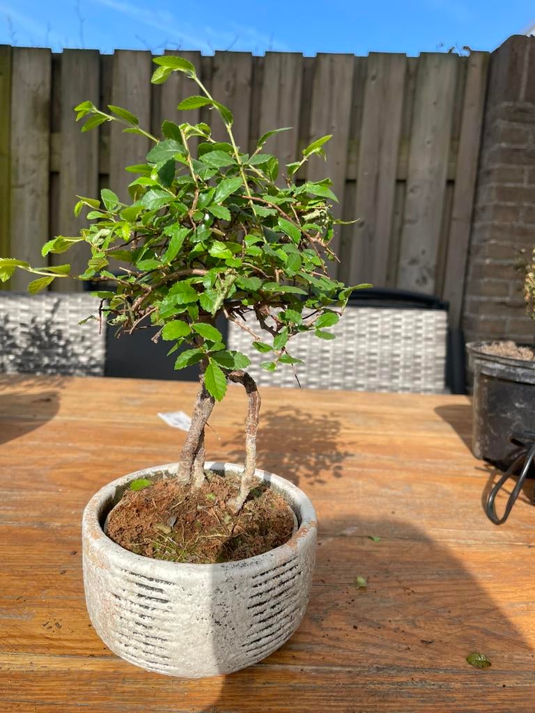 Zelkova bonsai in ronde pot, Tuin en Terras, Planten | Bomen, Bloeit niet, Halfschaduw, Minder dan 100 cm, Overige soorten