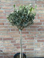 Leuke kleine olijfboom met dikke stam pot 21 cm, Bloeit niet, Olijfboom, Minder dan 100 cm, Ophalen