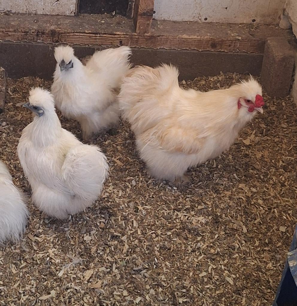 Trio zijdehoen krielen, Dieren en Toebehoren, Meerdere dieren, Kip