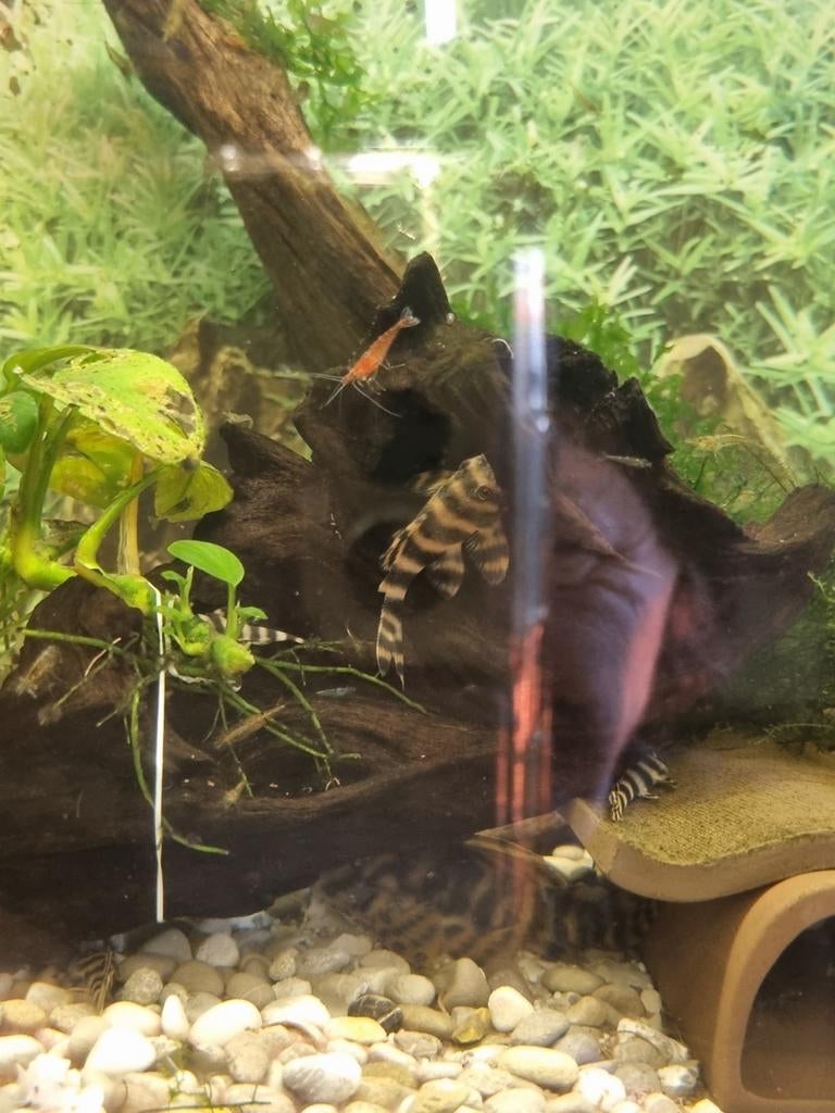 L080 PECKOLTIA TE KOOP, Dieren en Toebehoren, Vissen | Aquariumvissen, Vis