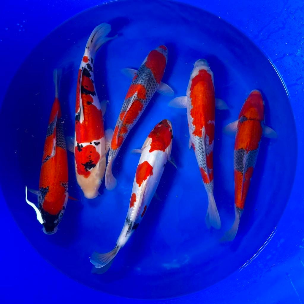 VHQ Young Nisai mix van Conias 35-40cm Japanse koi, Karper of Koi