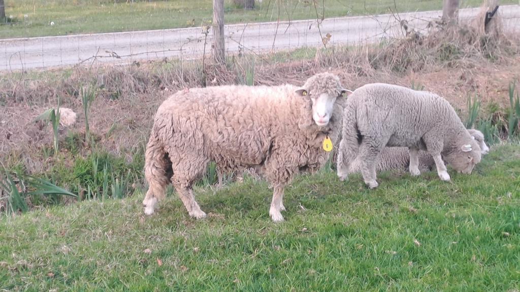 Poll dorset ooi, Vrouwelijk, Schaap