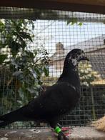 Sierduif, Mannelijk, Overige soorten