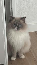 VERMIST OMGEVING DENHAAG ROTTERDAM