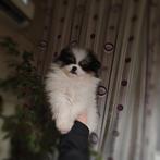 Pomeriaan pups, Dieren en Toebehoren, Particulier, Keeshond, 15 weken tot 1 jaar, Reu