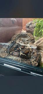 Boa Constrictor Emperator, Slang, 7 tot 10 jaar