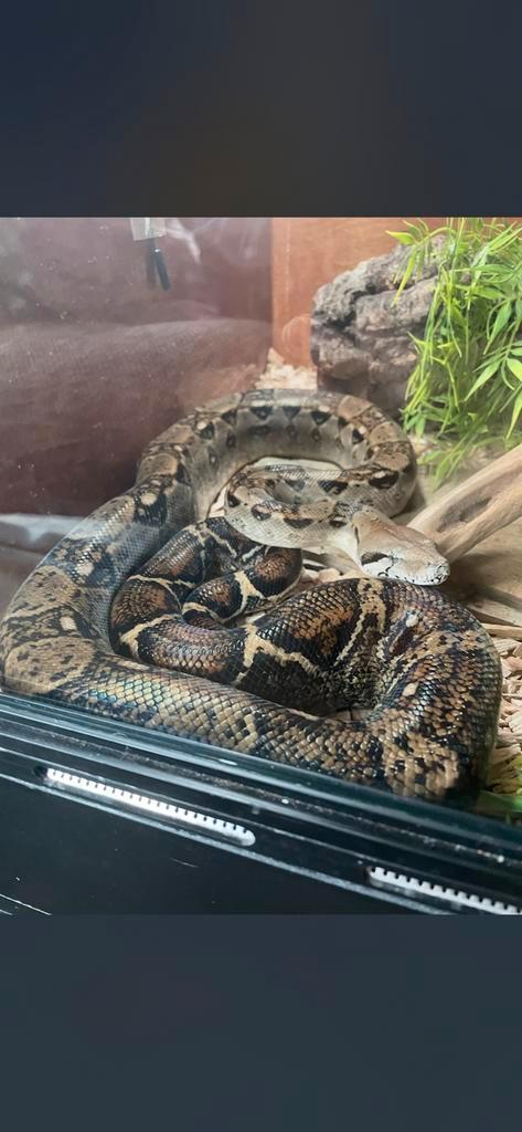 Boa Constrictor Emperator Boa Constrictor - unknown for sale from klaas