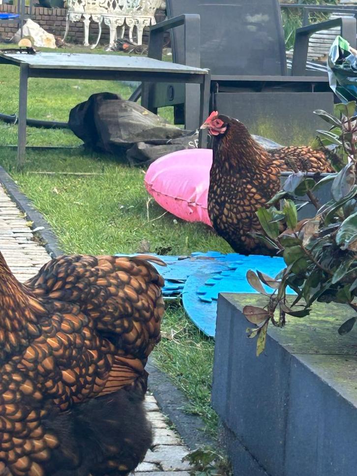 Orpington kriel hen uit 2023, Dieren en Toebehoren, Pluimvee, Kip, Vrouwelijk