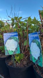 Hotensia, Tuin en Terras, Ophalen, Minder dan 100 cm, Overige soorten, Zomer