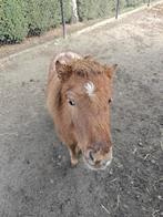 Super lief en knap veulen, Met stamboom, Dressuurpony, Niet van toepassing, 0 tot 2 jaar