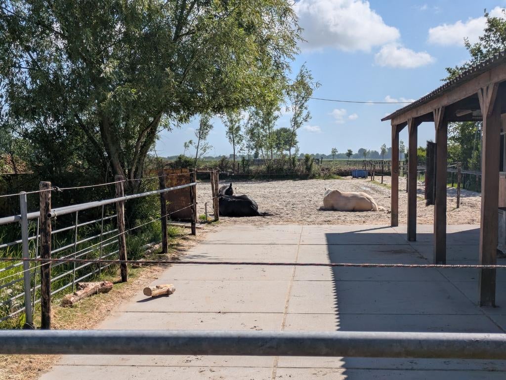 Paddock Paradise Stroet (Sint- Maarten), Dieren en Toebehoren, Stalling en Weidegang, Weidegang