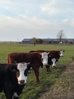 Mooie blaarkop pinken, Dieren en Toebehoren, Runderen, Meerdere dieren, 0 tot 2 jaar