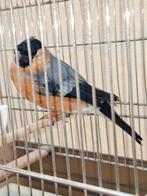 Goudvink man, Dieren en Toebehoren, Vogels | Overige Vogels, Mannelijk, Wildzangvogel