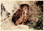 voor het kind, Oehoe, uil, Fred Hazelhoff 1971, Verzenden, 1960 tot 1980, Ongelopen, Vogel