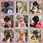 Medium Australian Labradoodle Puppies (Belgium), België, Particulier, Overige rassen, 8 tot 15 weken