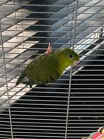Catharina parkiet groen, Mannelijk, Parkiet, Tam