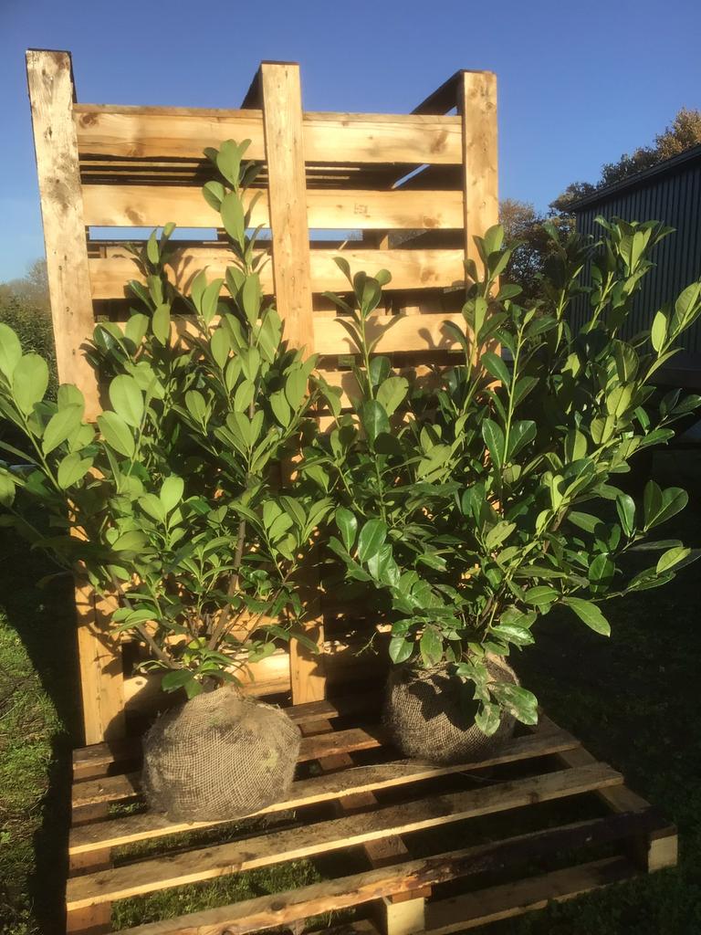 Mooie goed vertakte laurier struiken prunus rotundifolia., Bloeit niet, Halfschaduw, 100 tot 250 cm, Overige soorten