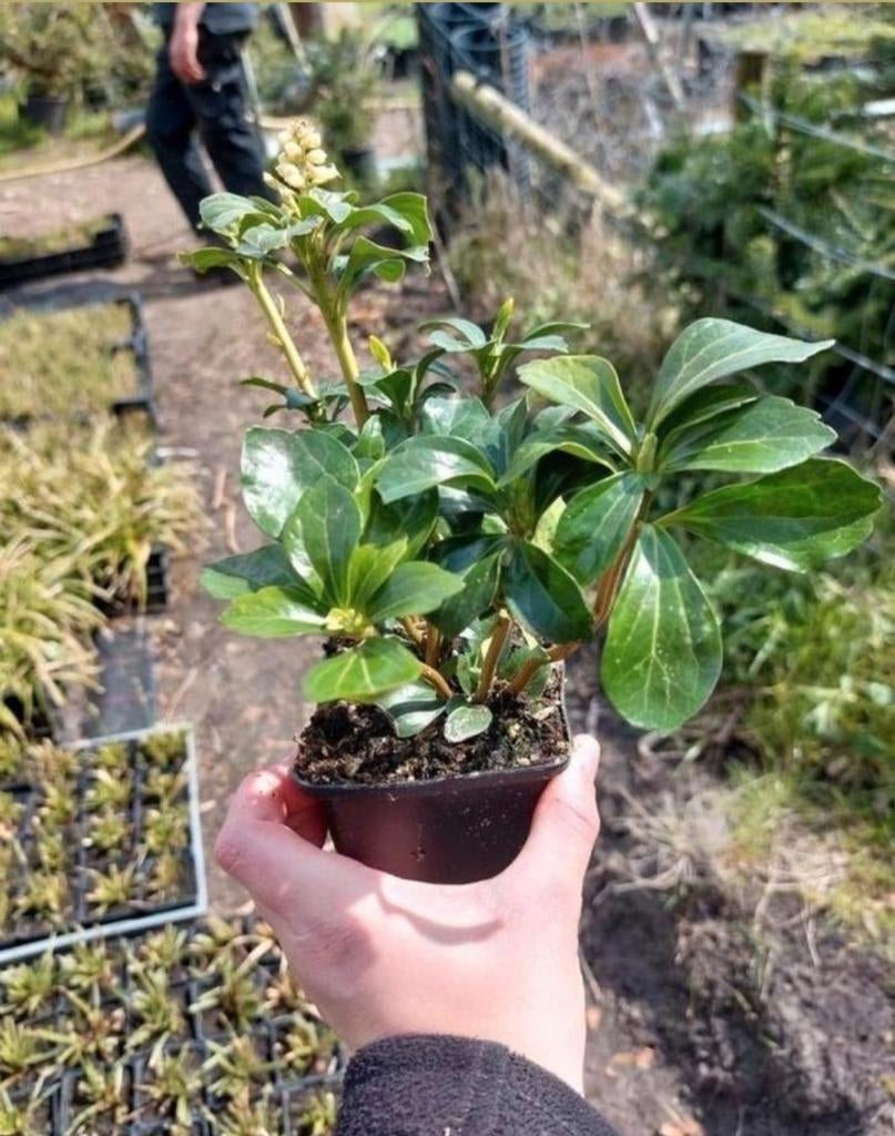 Pachysandra terminalis 'green sheen', Volle zon, Vaste plant, Lente, Ophalen