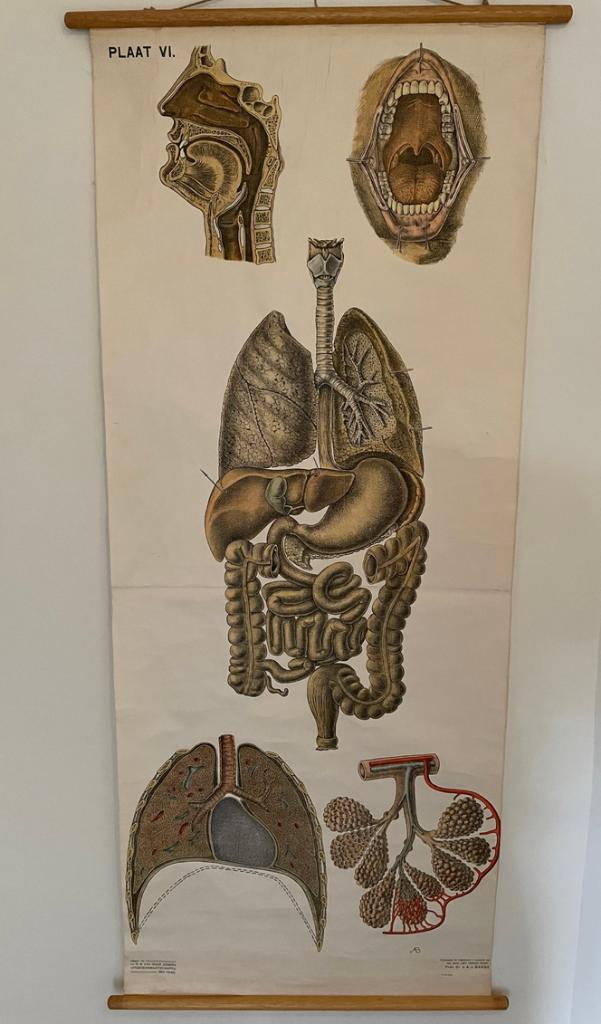 Anatomische leerplaat, Ophalen of Verzenden, Natuur en Biologie