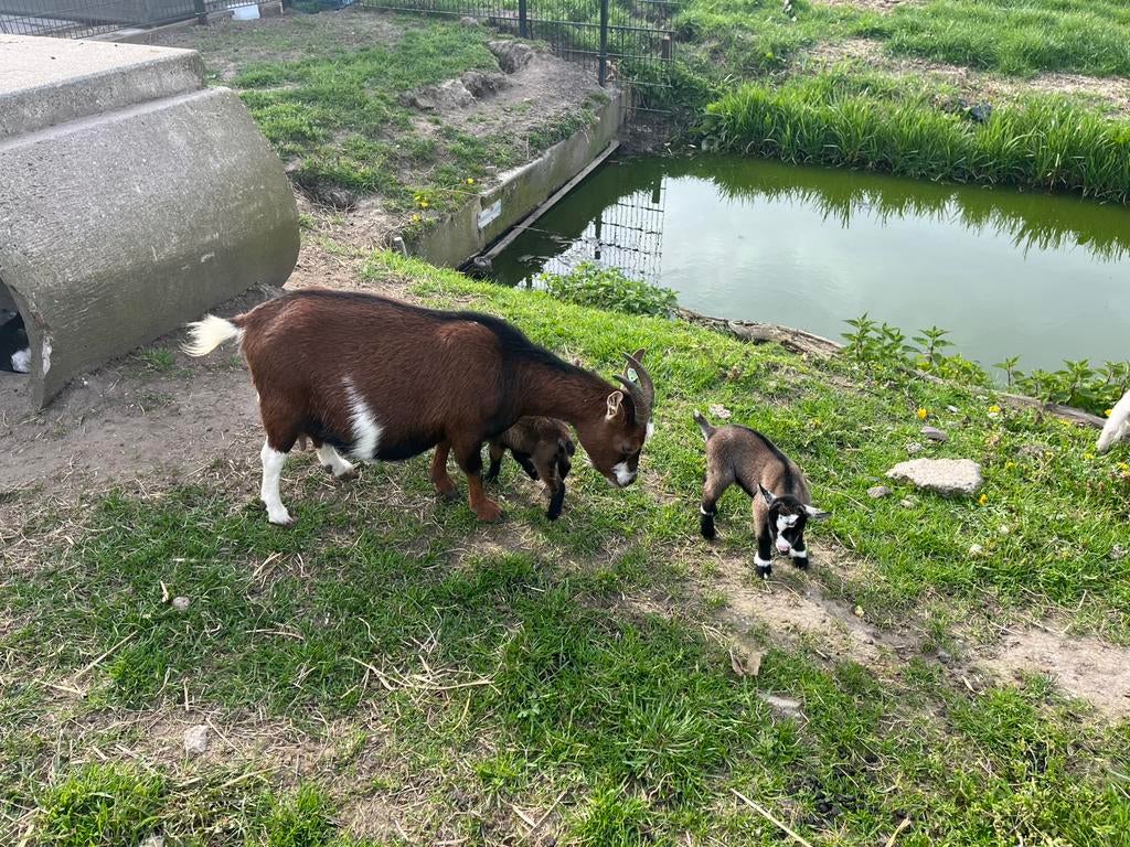 Dwerggeit met 2 jonge geitenbokjes, Dieren en Toebehoren, Schapen, Geiten en Varkens, Meerdere dieren, Geit