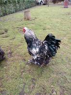 Zeer mooie trio grote brahma, Dieren en Toebehoren, Pluimvee, Meerdere dieren, Kip