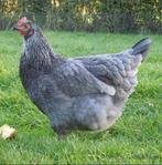 Broedeieren marans blauw zilverhals, Geslacht onbekend, Kip