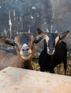 Lieve dwerggeitjes, Dieren en Toebehoren, Schapen, Geiten en Varkens, Vrouwelijk, Geit