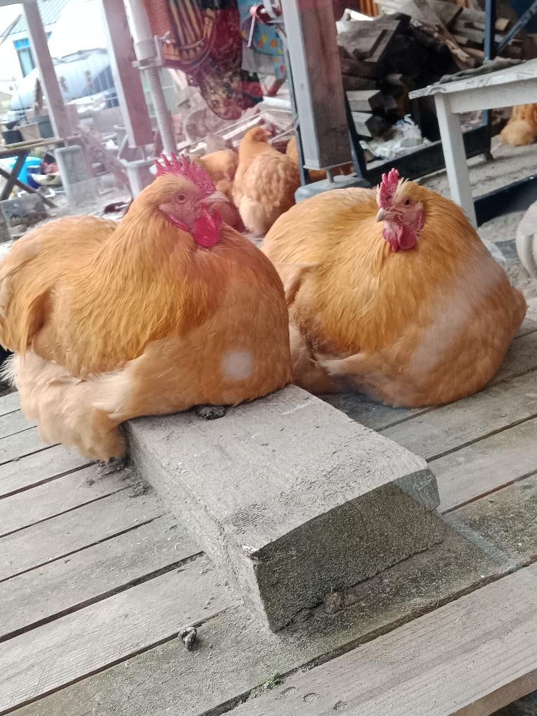 broedeieren Orpington., Dieren en Toebehoren, Pluimvee, Kip, Geslacht onbekend