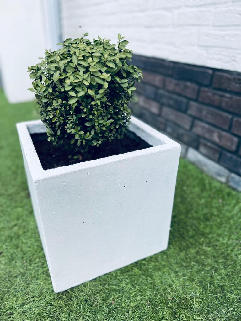 Buxus in plantenbak, Tuin en Terras, Bloembakken en Plantenbakken, Kunststof, Minder dan 30 cm, Rond, Ophalen of Verzenden