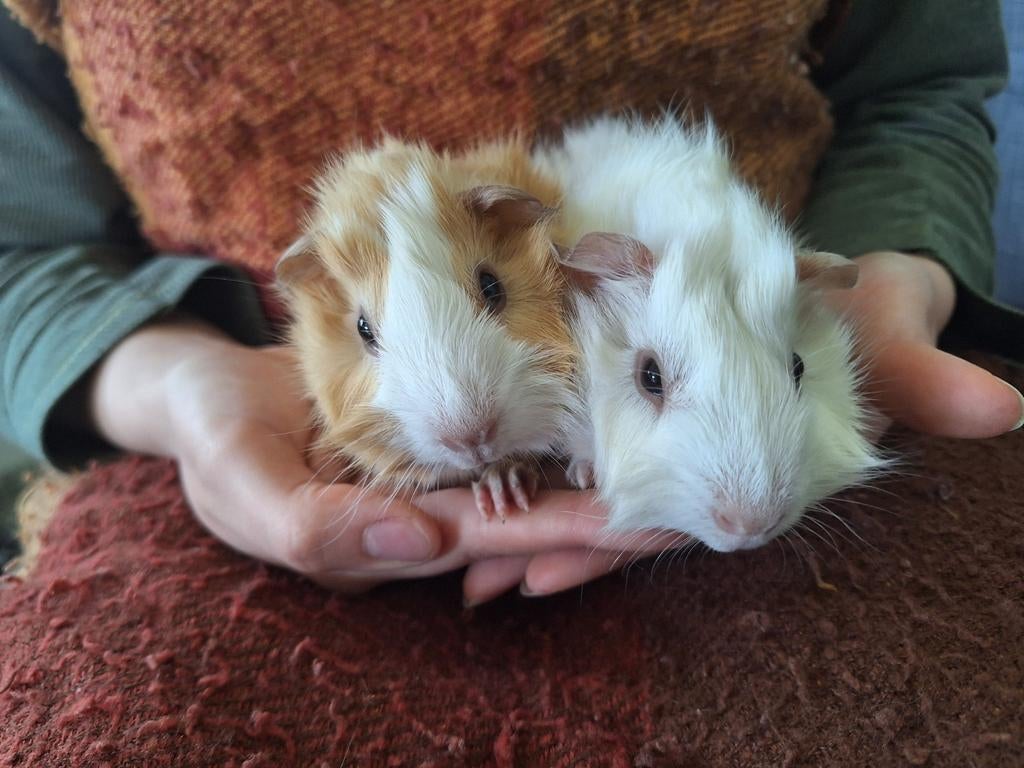 2 borstelcavia broertjes crème/wit, Dieren en Toebehoren, Knaagdieren, Mannelijk, Tam, Maart, Cavia