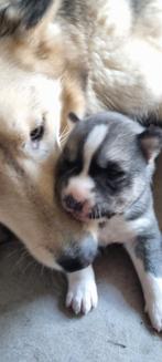 De allerschattigste Husky puppies agouti kleur, België, Fokker | Hobbymatig, 8 tot 15 weken, Poolhond