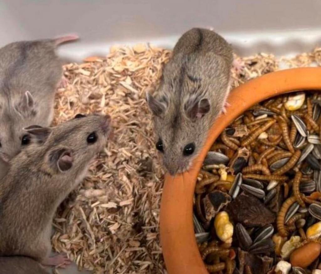 Jonge tamme chinese dwerghamsters ( rechtstreeks v/d Fokker, Hamster, Februari, Vrouwelijk, Tam