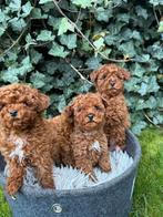 Toypoedel, Poedel, Parvo, België, Fokker | Hobbymatig