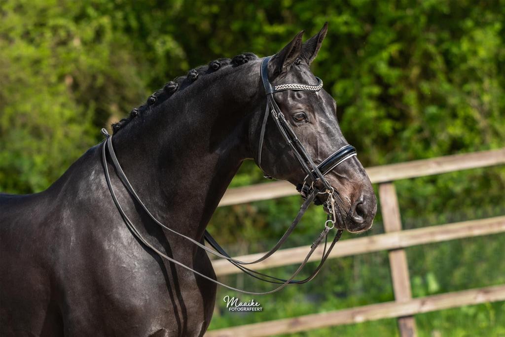 Boomproof paard met een hart van goud, Dieren en Toebehoren, Paarden, ZZ, Met stamboom, Ruin, Dressuurpaard